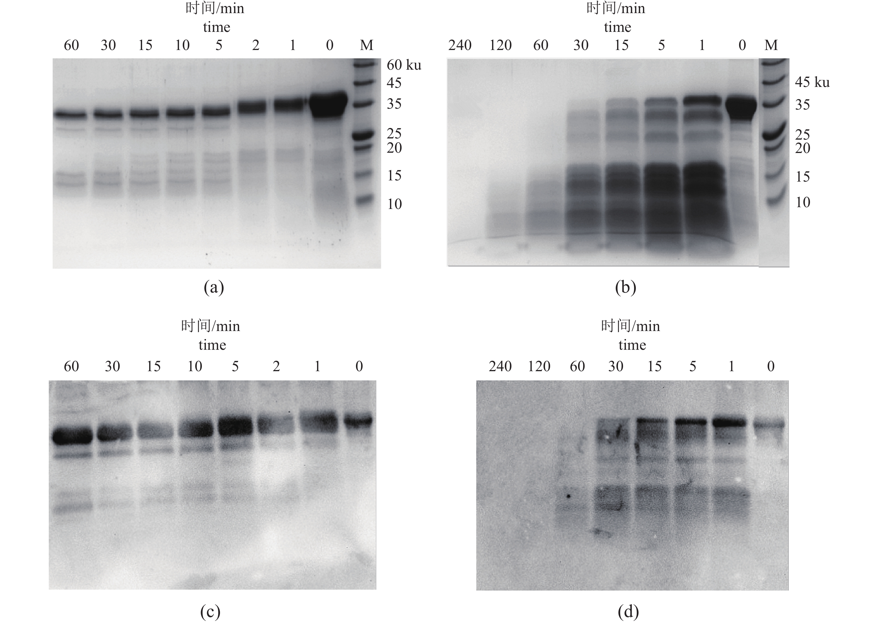 rui PDF) Study on the Anti-Ulcerative Colitis Effect of Pseudo