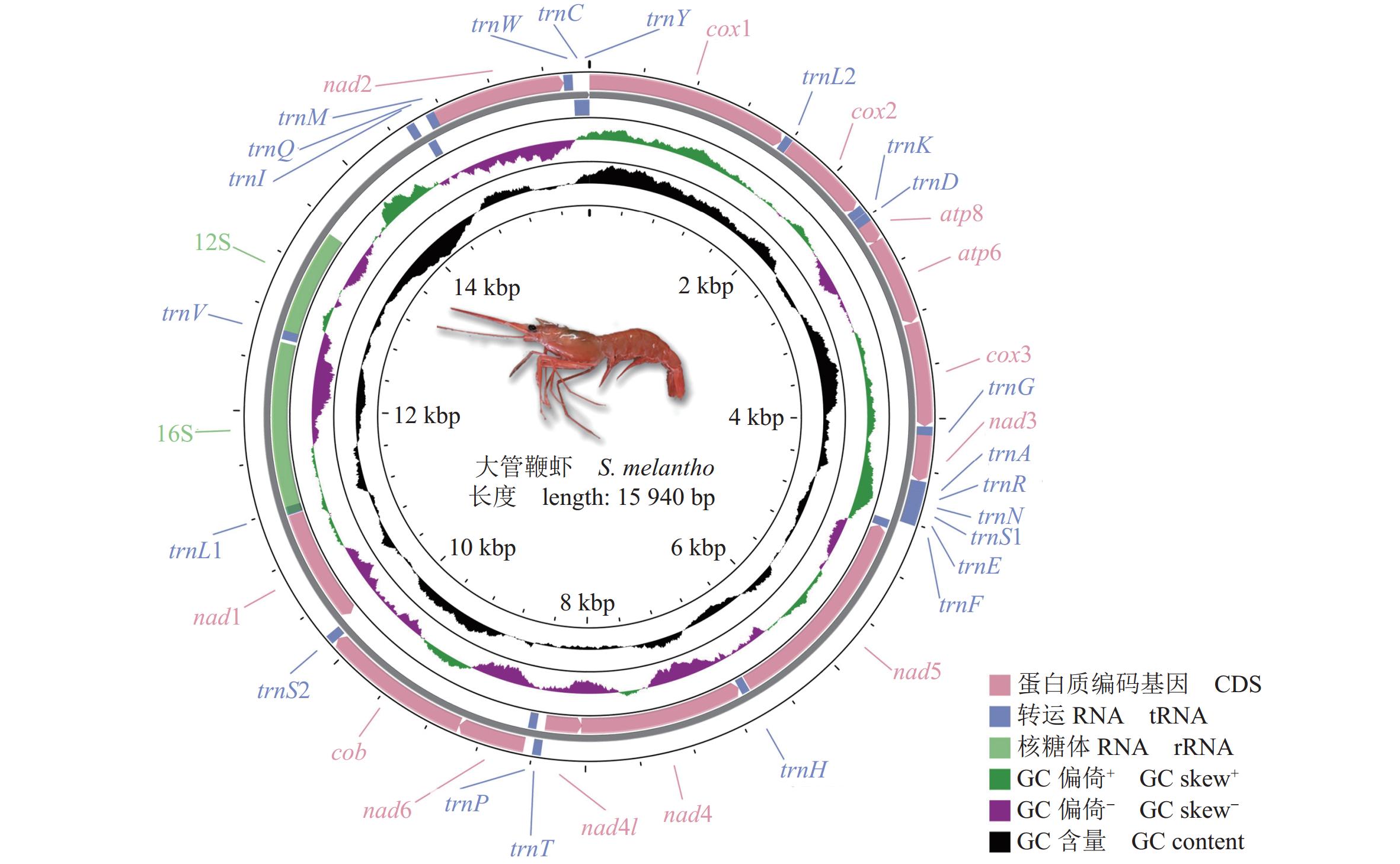 大管鞭虾线粒体全基因组测定及对虾总科的系统发育
