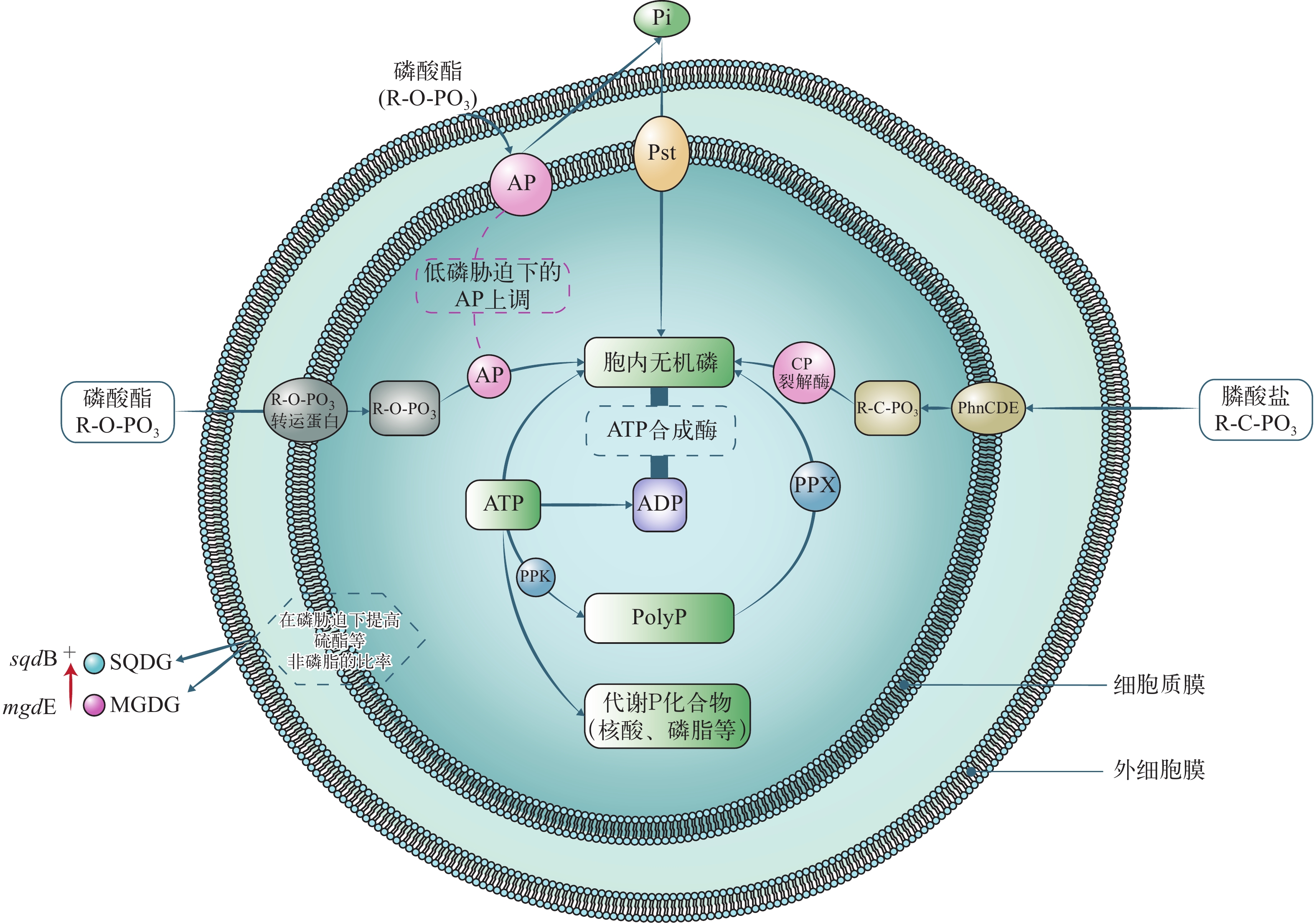 水华蓝藻以非磷脂替代磷脂响应低磷胁迫的生态学意义及其研究进展
