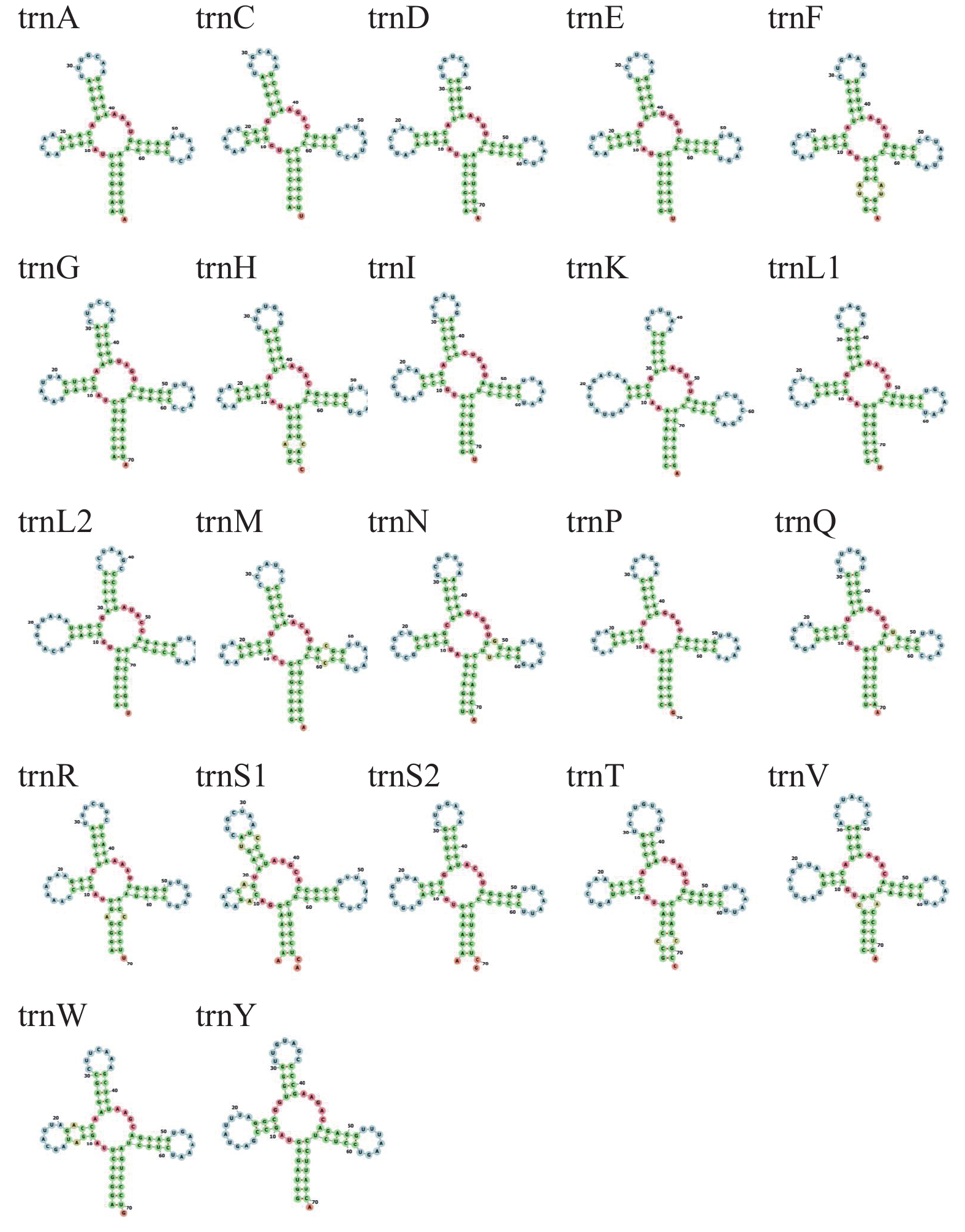 尖鳍<b>鮈</b>线粒体全基因组的测定及<b>鮈</b>亚科系统发育分析