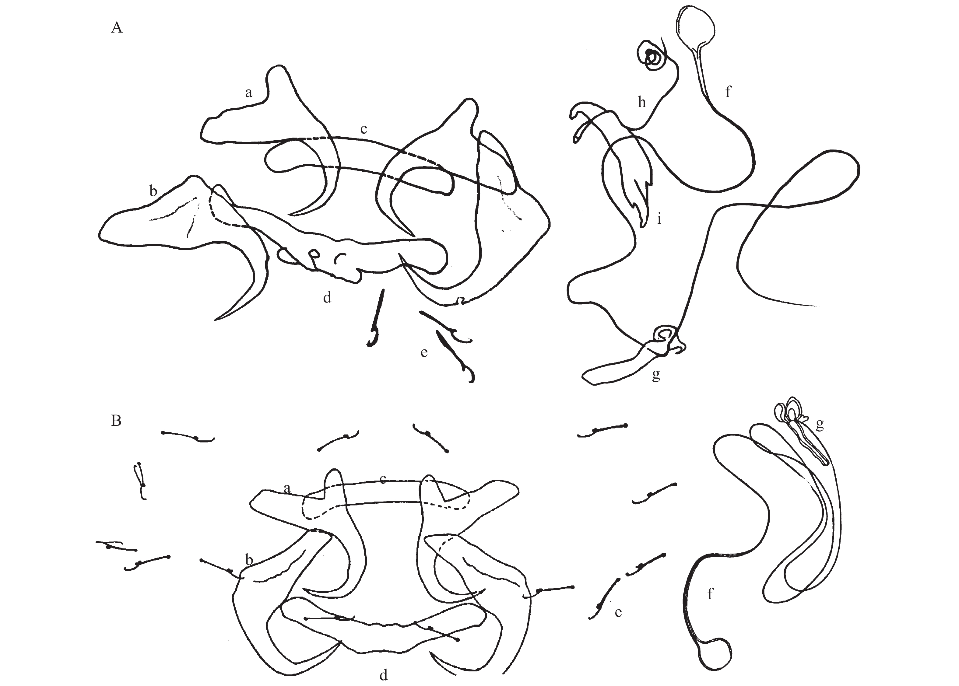 寄生于鲫的锚首虫一新种